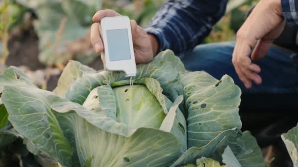 Agronomista mede a quantidade de nitratos no repolho — Vídeo de Stock