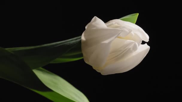 하얀 튤립 꽃이 피어나고 있고, 가까이 서 본 모습 — 비디오
