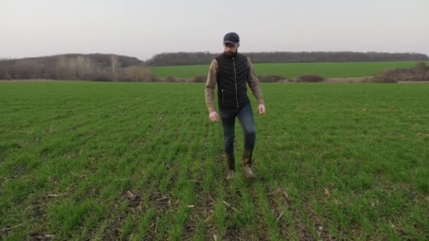 Um agricultor caminha através de um campo de trigo de inverno verde — Vídeo de Stock