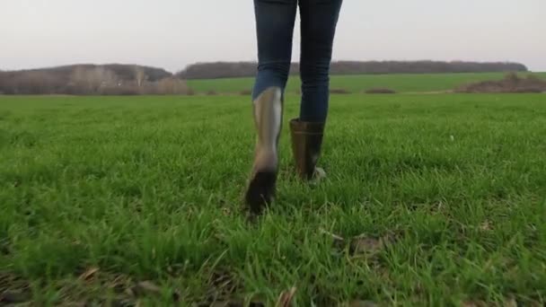 Un agriculteur en bottes de caoutchouc marche à travers un champ de blé vert — Video