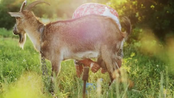 Agricultora ordeña una cabra en un prado — Vídeo de stock