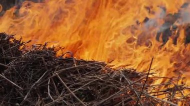 Kapalı çimenler ormanda parlak bir alevle yanar, ağır çekimde.