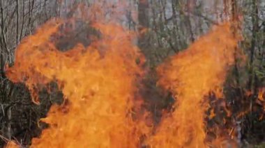Gündüzleri büyük bir yangın. Gündüzleri büyük bir yangın. Turuncu alevler ve orman yangınının dumanı, yavaş çekim
