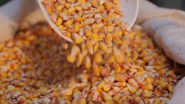 Yellow Ripe Corn Grains White Scoop Fall Bag Slow Motion — Stock Video