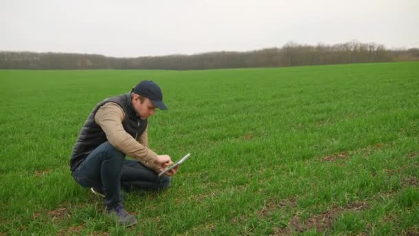 Farmer Pracujący Tablecie Cyfrowym Zielonym Polu Pszenicy Ozimej Kamera Porusza — Wideo stockowe