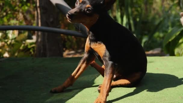 Pulgas em um cão. O cão coça o cabelo — Vídeo de Stock