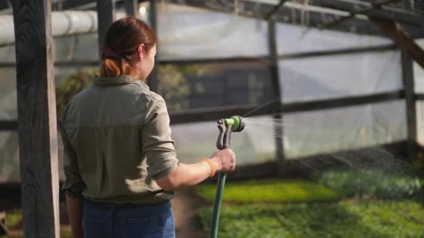 Landwirt gießt Setzlinge in einem Gewächshaus — Stockvideo