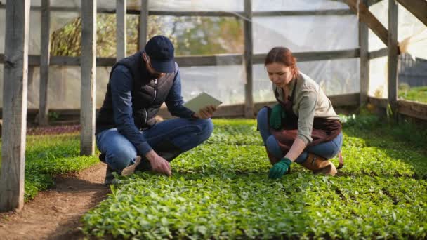 Uma família de agricultores trabalha em estufa — Vídeo de Stock