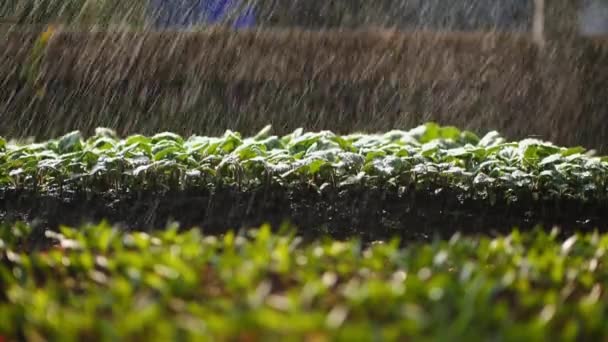 Plántulas de riego por goteo automático en un invernadero — Vídeo de stock