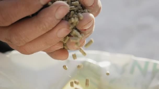 Piensos granulados en manos de un agricultor — Vídeo de stock