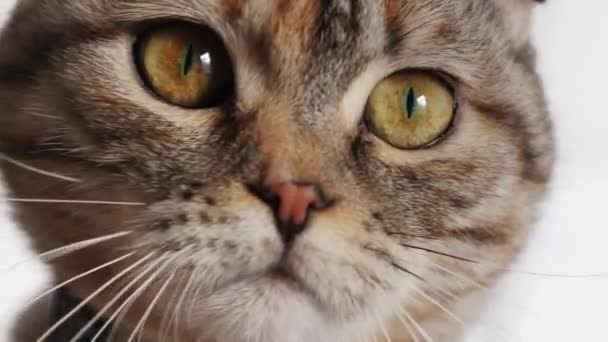 Joven gato lindo mira a la cámara, extremo primer plano — Vídeo de stock