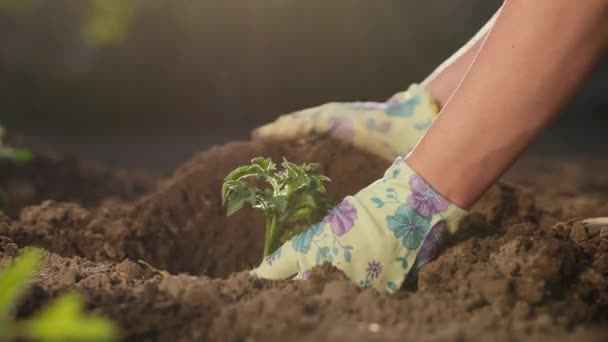 Vrouw boer planten tomaat zaailing, close-up — Stockvideo