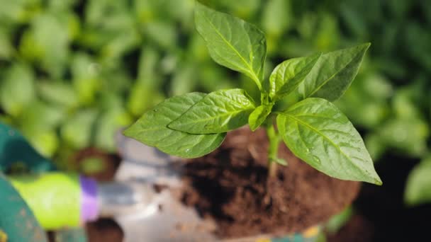 Planta cultivada de sementes jovem de pimentão em uma pá de jardim, close-up — Vídeo de Stock