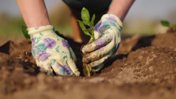 Gazdanövények bors palánták egy mezőn, közeli kezek — Stock videók