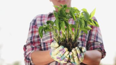 Bir çiftçinin ellerinde biber tohumları, yakın plan.