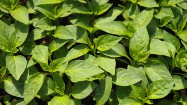 Genç yeşil biber fidanlarının en üst görüntüsü