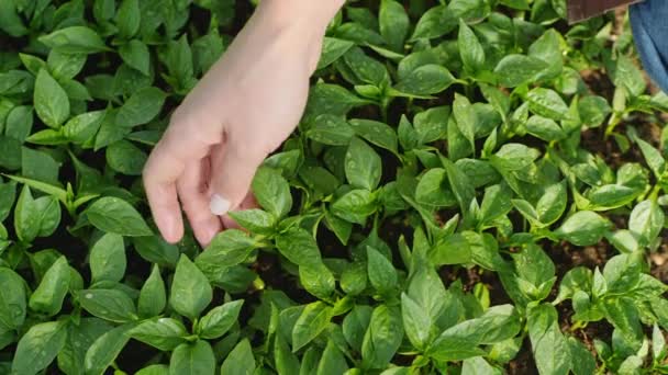 Kvinna undersöker planttillväxt, närbild hand — Stockvideo