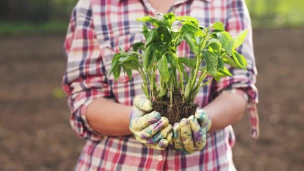 Bell pepper seedlings in the hands of a farmer, close-up — Stock Video