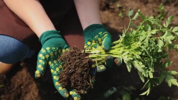 Жінка тримає розсаду помідорів в руках, крупним планом — стокове відео