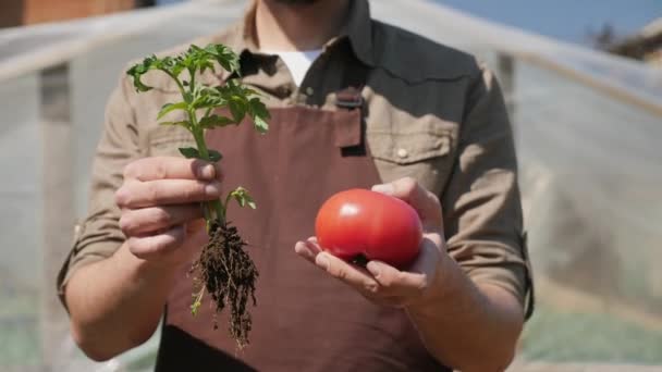 Agricultor sosteniendo un tomate rojo y una plántula de tomate — Vídeo de stock