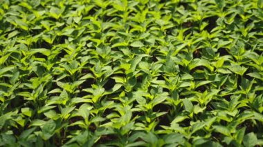 Sebze bahçesinde biber tohumları, yakın plan.