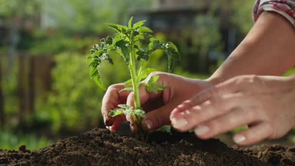 Mulher agricultora plantando mudas de tomate — Vídeo de Stock