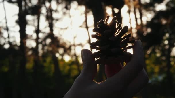 Conos de pino en la mano y rayos de sol — Vídeos de Stock