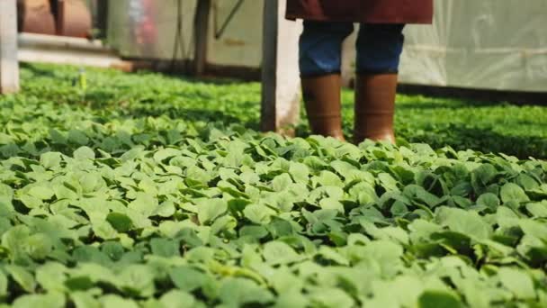 Agricultor regar plántulas en un invernadero, primer plano — Vídeo de stock