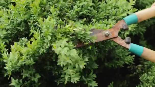 Un jardinero recortando los arbustos con tijeras oxidadas — Vídeo de stock