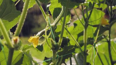 Bahçedeki bir dalda olgunlaşmamış salatalıklar.