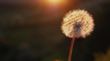 Kırılgan beyaz karahindiba çiçeği uçup gider