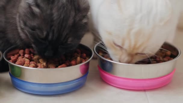 Twee katten eten droog voedsel uit metalen kommen, close-up — Stockvideo