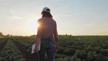 Gün batımında lahana tarlasında yürüyen çiftçi.