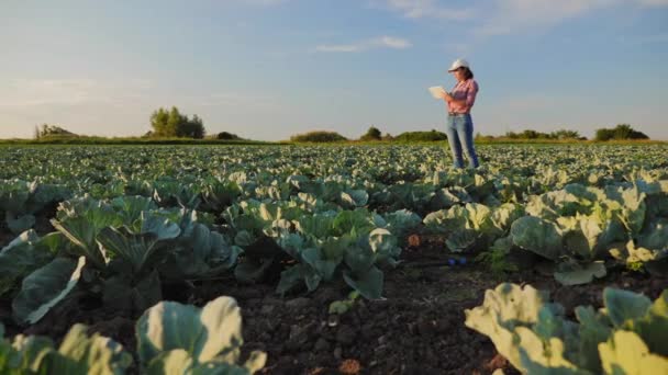 Una mujer trabajando en un campo de repollo con una tableta — Vídeo de stock