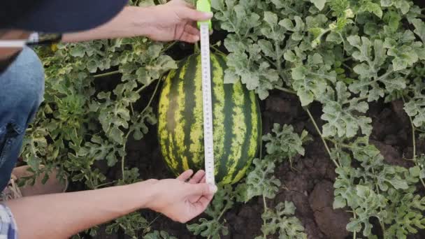 Boer die een watermeloen meet, close-up — Stockvideo
