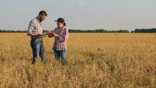 A family of farmers works in a chickpea field — Stock Video