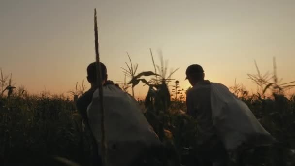 Mężczyźni z torbami kukurydzy na polu — Wideo stockowe