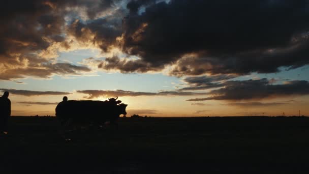 Silhuetas de pastores conduzindo vacas ao longo de um campo ao pôr do sol — Vídeo de Stock