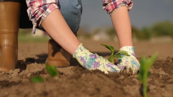 Boer planten zaailingen van peper in een veld in het voorjaar — Stockvideo