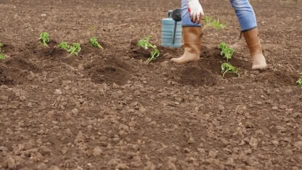 Boer zet tomaten zaailingen in gaten op het veld — Stockvideo