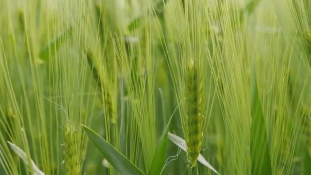 緑の熟した小麦の小穂が風に揺れる、クローズアップ — ストック動画