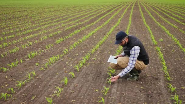 Farmer uses tablet to inspect young green corn plants — Stock Video