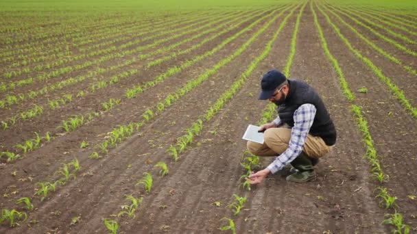 Landwirt kontrolliert mit Tablette junge grüne Maispflanzen — Stockvideo