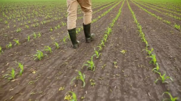 Rolnik przechodzący przez rzędy roślin kukurydzianych na polu uprawnym — Wideo stockowe