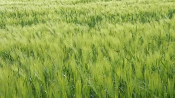 Kotouče mladé zelené pšenice kymácející se ve větru — Stock video