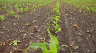 Genç yeşil mısır tarlasının sıraları - doli hareketi
