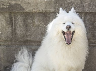 Genç Samoyed köpek. Köpek gülümsüyor, yawns.
