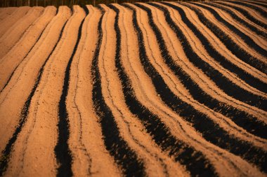 Toprakta verimli topraklar var.