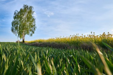 Kolza tohumu tarlası ve hudutlarında büyüyen bir ağaç olan tahıl tarlası.