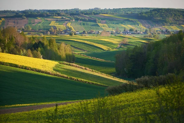 Сільський Пейзаж Зерновими Ріпаковими Полями — стокове фото